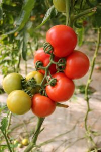 British Tomato Fortnight
